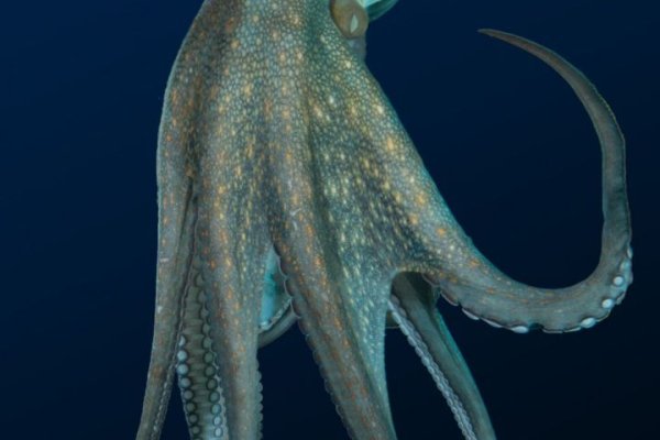 Kraken forum